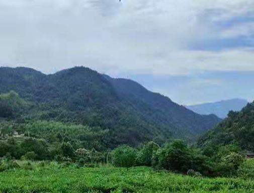 湖北88858cc永利集团英山有机茶厂